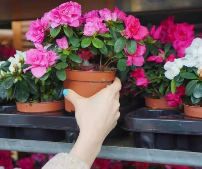 Trồng Hoa Đỗ Quyên Trong Nhà: Những Lý Do Ít Người Biết Khiến Giới Chuyên Gia "Lắc Đầu"